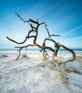 Entwurzelter Baum am Strand der Ostsee, Sandstrand mit Düne, Langzeitbelichtung, Halbinsel Fischland-Darß-Zingst, Nationalpark Vorpommersche Boddenlandschaft, Mecklenburg-Vorpommern, Deutschland Entwurzelter Baum am Strand der Ostsee, Sandstrand mit Düne, Langzeitbelichtung, Halbinsel Fischland-Darß-Zingst, Nationalpark Vorpommersche Boddenlandschaft, Mecklenburg-Vorpommern, Deutschland